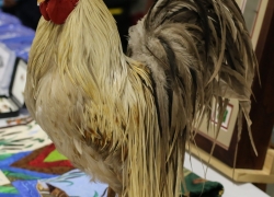Rooster - Auction Item